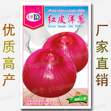 红皮洋葱种子 四季 易种 圆葱头 玉葱头 红地球 紫红 洋葱菜 种籽