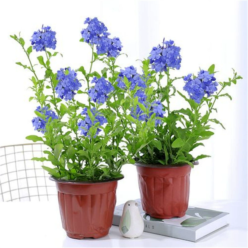 Голубая Снежинка горшечные Цветочные саженцы четыре сезона цветение балкон сад декоративные вьющиеся растения термостойкие легко кормить белая Снежинка