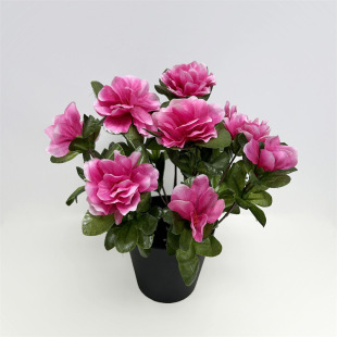 ���滨 ������N�� 12�^���N�N���� �ҾӔ[�� �Ҿ��b� ��������