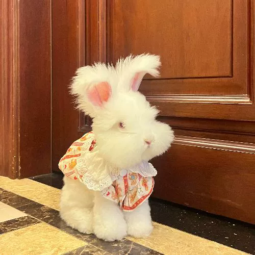 Живой кролик ангора, чистокровный гигантский ангорский кролик, чисто белый, британский и немецкий, интернет-знаменитость, живой кролик ангора