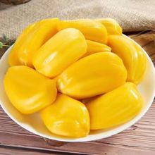 海南三亚菠萝蜜一整个新鲜水果当季黄肉木波罗蜜批发整箱跨境电商