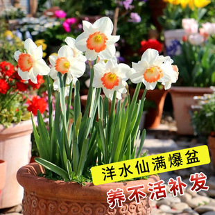 Double-Flowered Narcissus Bulbs, Hydroponic Soil Culture Potted Plants, Indoor and Outdoor Easy-To-Grow Cold-Resistant Flower Seeds