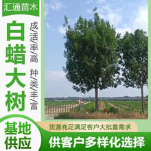 白蜡树绿化白蜡树行道树白蜡树苗木庭院白蜡树苗乔木现货供应