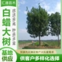 绿化庭院白蜡乔木