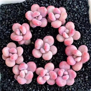 ����ֲ���ҵ��Ϙ���֮�ѷۼt�ҵ��҃��̨���B����С���ԾGֲ����