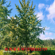 银杏直径18-30公分湿地绿化风景树