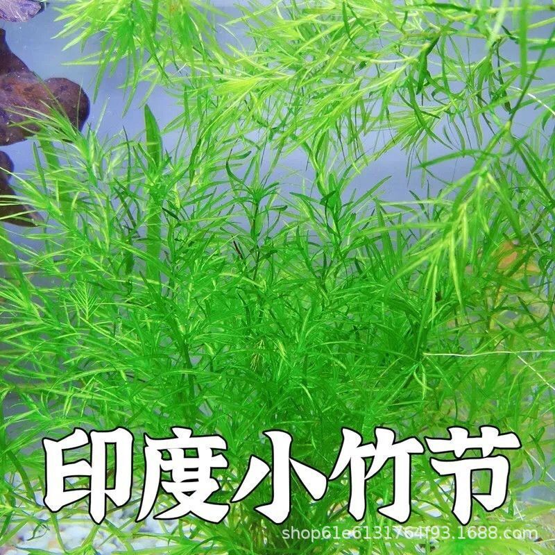 Bamboo Grass, Indian Small Bamboo Grass, Centipede Grass, Aquatic Plant, Real Grass for Fish Tank Landscaping, Aquarium Grass for Beginners, Green Plant Bamboo Grass, Indian Small Bamboo Grass, Centipede Grass, Aquatic Plant, Real Grass for Fish Tank Landscaping, Aquarium Grass for Beginners, Green Plant