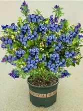 {ݮ玧{ݮԹ箔YϱNֲش̨