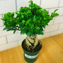 ˅辰GɫB҃ȶUС~ļͺ^oֲ