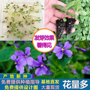 �����m���N���ļ��N�׻�����m���Ѷ������޸��T��˷N������ͺ�