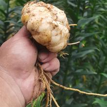 新鲜现挖食用百合种球 3年百合一斤7到9个煲汤百合清炒百合