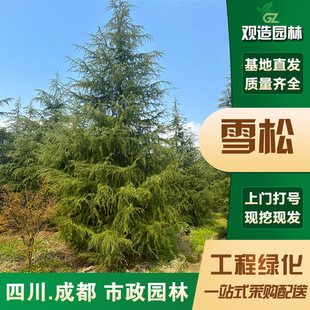 雪松树四川绿化苗木行道别墅庭院白黑皮宝塔迎客松圣诞雪松风景树-阿里巴巴