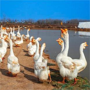 ���N�ת{�^�Z���w���Z�г��������ش�N�߳ɻ�֧��ҕ�l�x�Z����ӆ