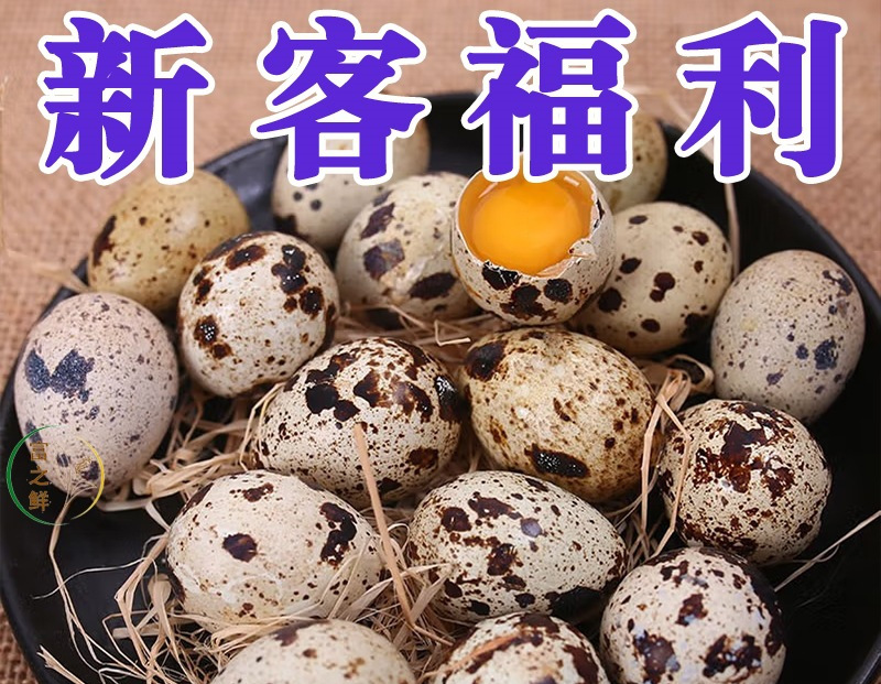 Fresh Quail Eggs Grain Fed Freshly Collected 100 Pieces Nutritious Fine Texture Poultry Eggs for Eating