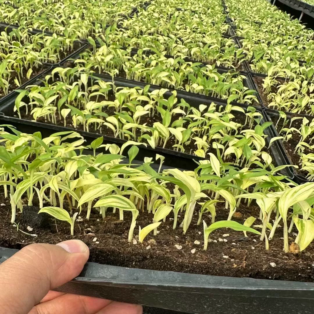 Рекомендуемое в отрасли базовое предприятие для оптовой продажи декоративных растений, производитель цветочных и листовых растений (имбирь), поставщик рассады для ландшафтного дизайна.