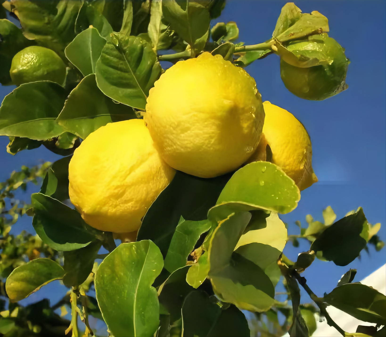 佛手柑精油批发 佛手柑单方纯精油香柠檬精油 植物精油原料供应