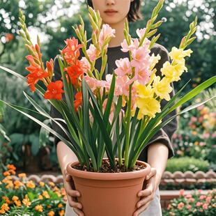 Gladiolus and Crinum Bulbs Potted Cut Flower Seedlings, Easy to Grow in All Seasons, Cold-Resistant Perennial Flower Seeds