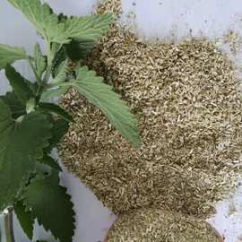 薄荷粉散装批发猫玩具猫抓板填充宠物用品薄荷工厂直发初级农产品