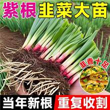 �²˸����ϸ��ļ������߲��箔���ЙC�����F�ڌ��~�²˷N���r��