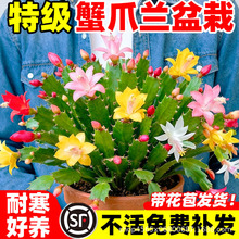 蟹爪兰盆栽带花苞多色花苗四季绿植花卉植物室内螃蟹爪莲开花好养