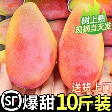 海南贵妃芒斤新鲜芒果水果当季树上熟红金龙辣椒甜心芒大果整箱