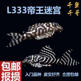 L333帝王迷宫鱼异形鱼熊猫迷宫南美异型鱼合集热带鱼淡水新手好养