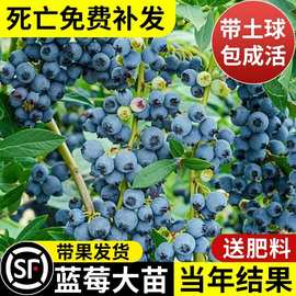 蓝莓树果苗盆栽车厘子草莓特大果庭院阳台种植南北方四季水果树苗