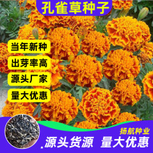 孔雀草种子耐寒四季播种开花庭院景观花卉花海花草易活万寿菊种籽