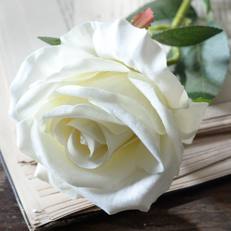Large velvet rose white