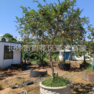 ����ͥԺ �e�� �G��  ʯ��� �䘶  �辰 ���^�p �����ó�