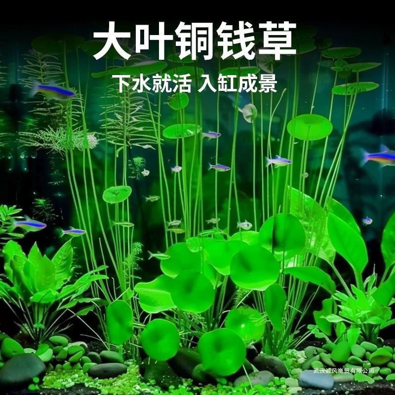 Un paquete de semillas de pennywort contiene aproximadamente 55 semillas.