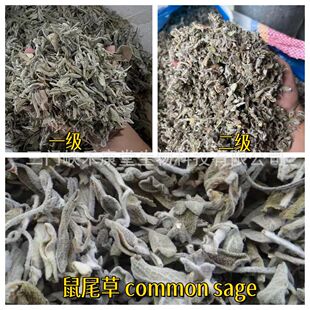 ��β��������β���{ζ�ϚW���_�����_�決��������common sage