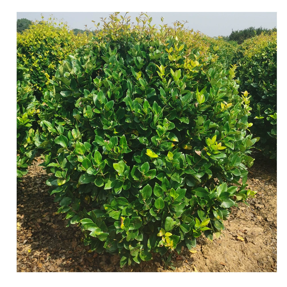 Детский Непосредственно Утвержденный Jinsen Ligustrum Lucidum Ball Бутик Jinsen Ligustrum Lucidum Все виды рассады и саженцев