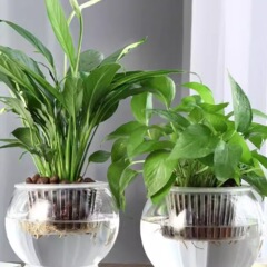 水培盆简约透明玻璃花瓶水培绿萝植物鲜花插花瓶客厅摆件器皿鱼缸