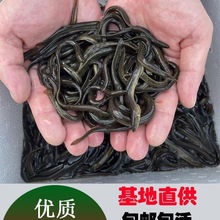 淡水乌龟鱼苗宠物鲜活本地饲料金鳅泥鳅筏龙鱼钓鱼台湾养殖钓青鳅