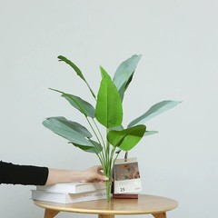 模擬植物、緑の植物、鉢植え、床置き装飾、の緑の植物、模擬造園、小さな木、9 葉、トラベラー バナナ、極楽鳥