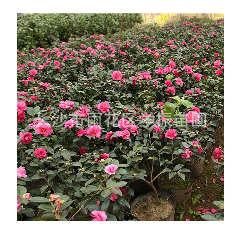 Хунаньский чай Рассада сливы Камелия Мяо Горный чай Чашка для рассады База для озеленения Проект цветочный горшок оптом