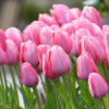 Tulip species ball flower seed seed seed seed seeds are easy to live cold water resistance to soil cultivation pots and pots of imported heavy petal balls in the Netherlands