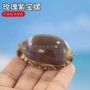 稀有水族天然紫色宝螺