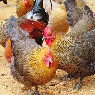 С�u�л��������u����һ��߮a���������u�����a��ĸ�u���ғ쵰