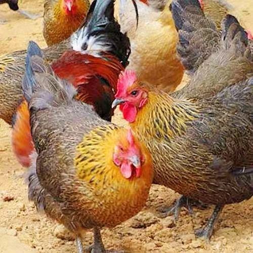 小鸡仔活苗麻羽鸡活苗一斤高产蛋麻羽土鸡苗成年产蛋母鸡到家捡蛋