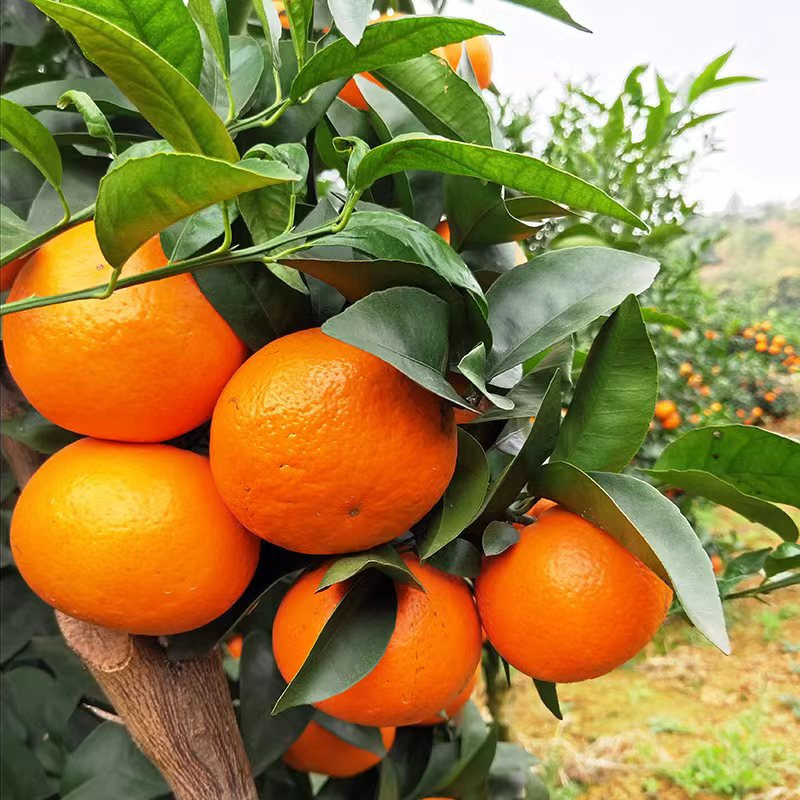 南方沃柑苗 四川沃柑苗 贵州沃柑苗 广西沃柑苗 重庆沃柑苗木批发