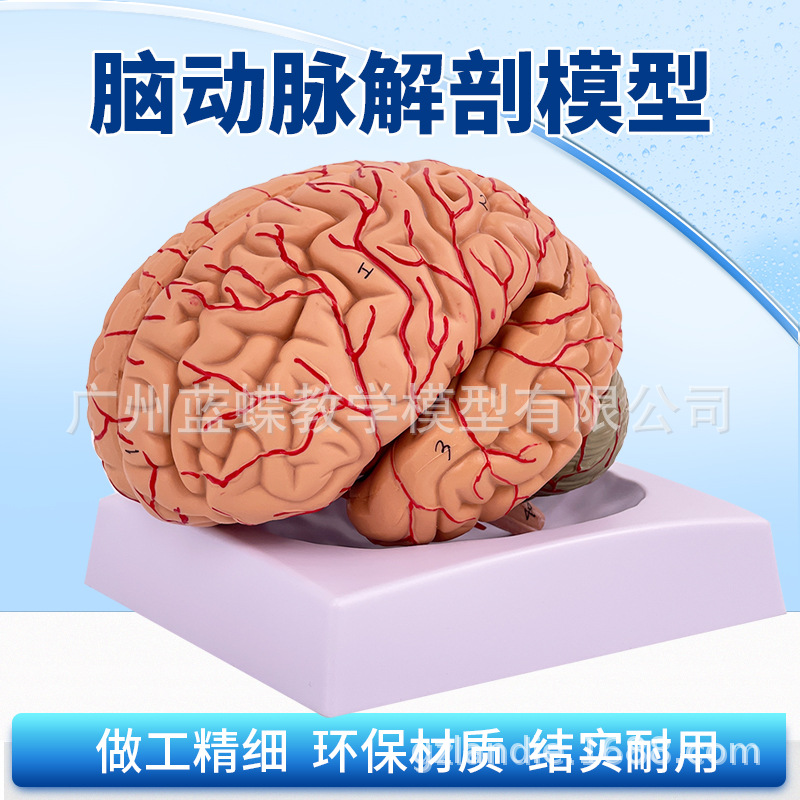 natural brain nerve anatomy Model 9 Parts brain nerve structure anatomy Model Human brain model
