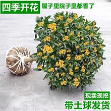 桂花树苗金桂盆栽庭院浓香型嫁接四季丹桂花大树室内阳台植物花卉