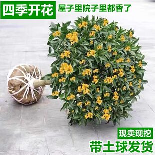 �𻨘���������ͥԺ�����ͼ޽��ļ����𻨴���҃��ֲ̨�ﻨ��