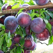 ���ӷN�����l���]�óԺ÷N����ɿں����׷N���ӷN�����ӺóԺ÷N