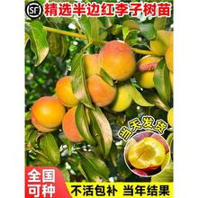 ߅tӘӼ޽شϱͥԺNֲ