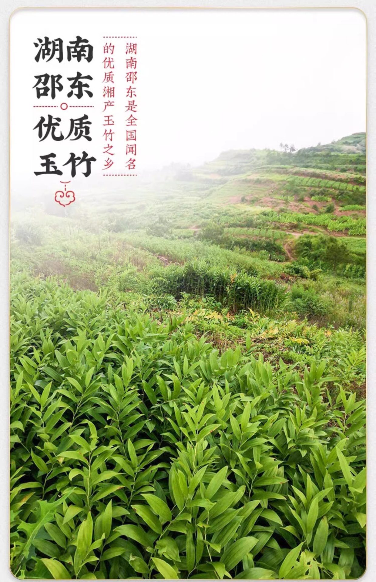 Yu Zhu Dried Polygonatum Slices 500g Hunan Fragrant Solomon Seal for Tea and Soup quality and texture