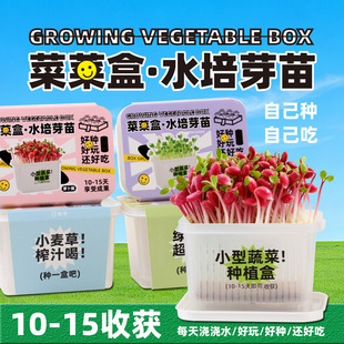 ˮ��NֲС���ԃ�ͯС����С���rֲ���^���ԷN�N��С�W��ֲ��ä��