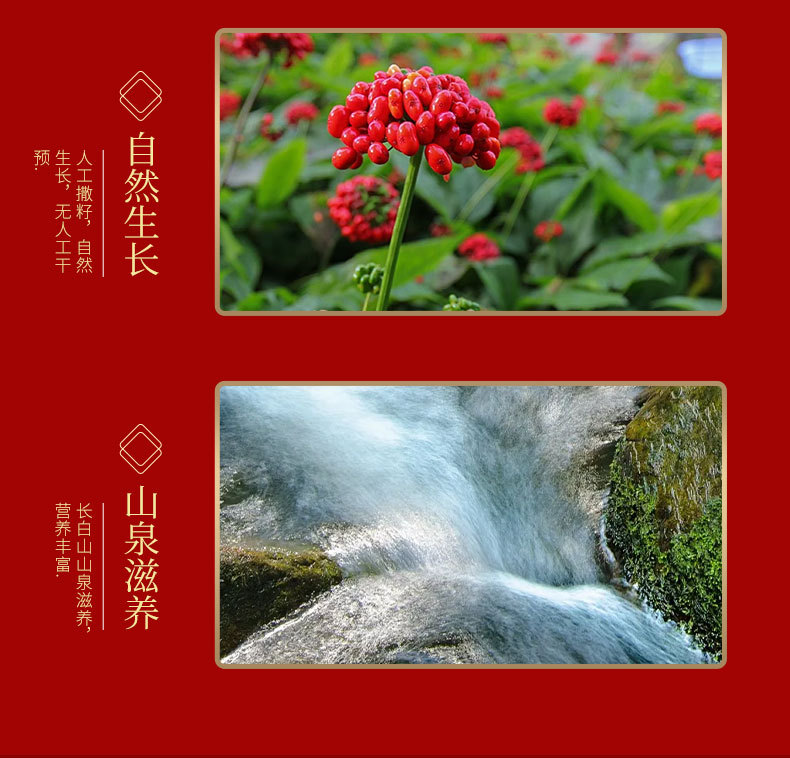 Dried Forest Ginseng Roots Sun Dried Jilin Changbai Mountain 50g Gift Box quality and texture